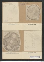 Auliscus punctatus var. circumductus Rattr (de-Toni-Nr.: Genus 171, Species 4326) Zeichnungen Sammlung Grunow Nr. 7892 (NHMW-BOT-W0377160)